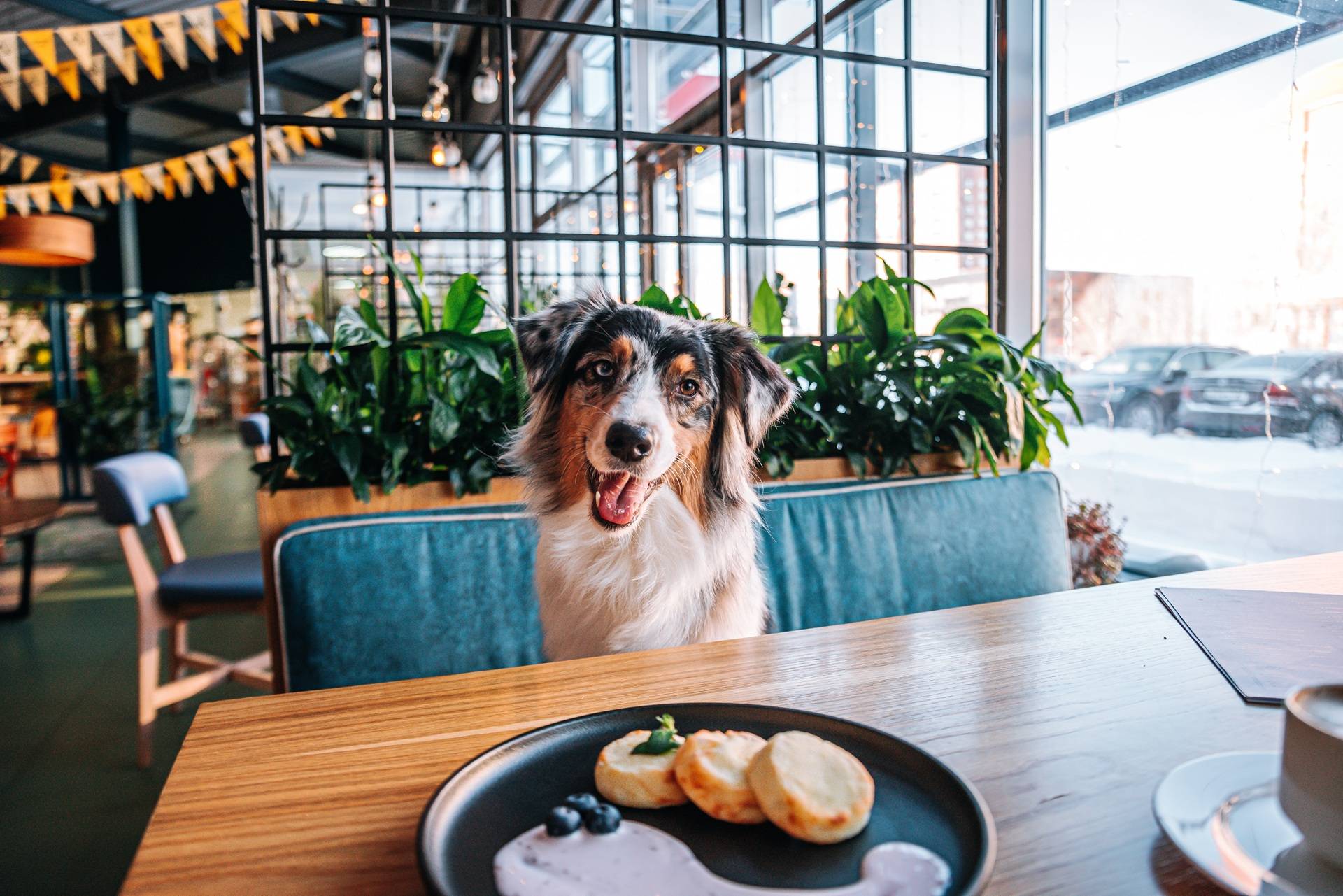 Hund sitzt im Café mit Defu Hundefutter